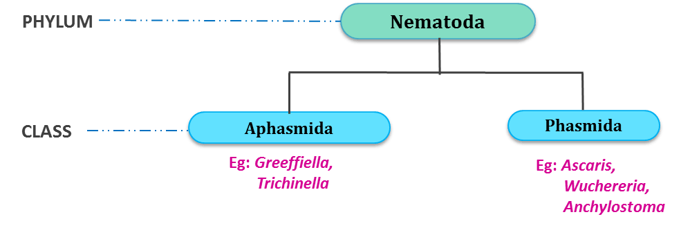 classification of phylum nematoda, nematyhelminthes, aphasmida, phasmida, greefiella, trichinella, ascaris, wuchereria, anchylostoma
